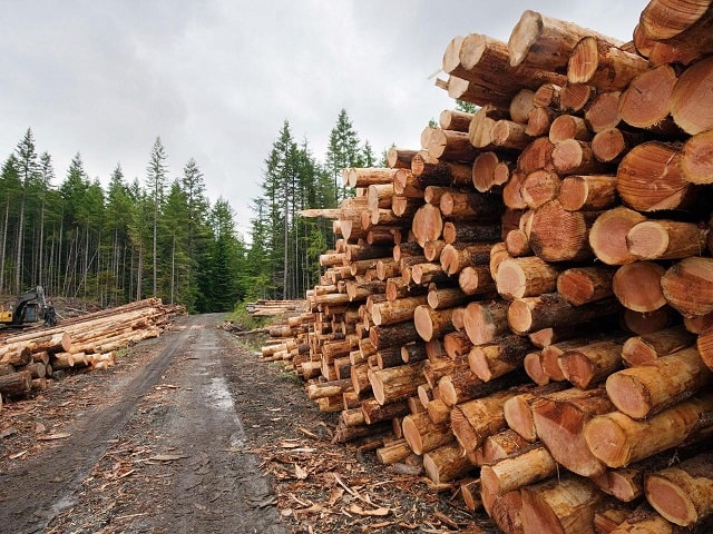 Особливості торгівлі деревиною з державних лісових господарств України - фото3