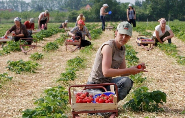 Работа в Польше для украинцев: как устроиться, особенности, какие профессии востребованы - фото4