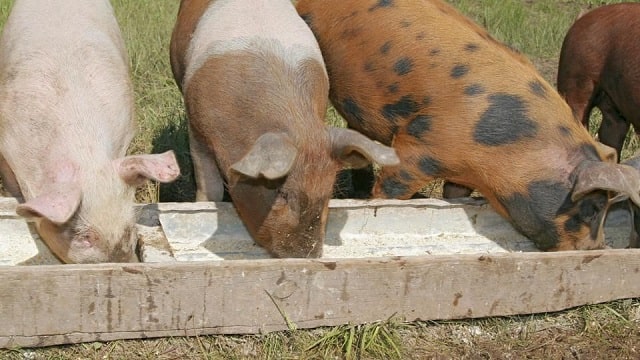 Як і чим годувати свиней: види кормів та їхні особливості - фото1