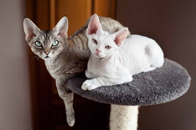 Кошка для аллергиков и астматиков: породы и их особенности - Девон-рекс