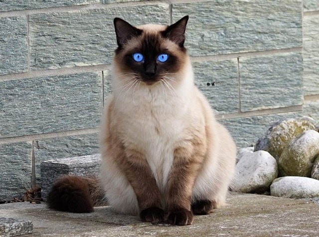 Кошка для аллергиков и астматиков: породы и их особенности - Балинезийская кошка