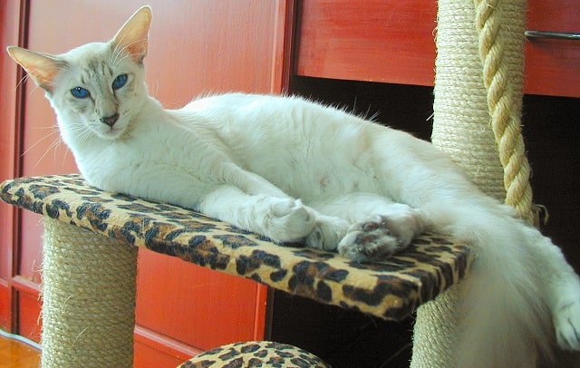 Кошка для аллергиков и астматиков: породы и их особенности - Яванская кошка