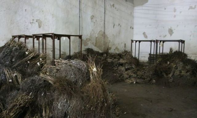 На складах агрофирмы на Херсонщине нашли тысячи испорченных виноградных саженцев