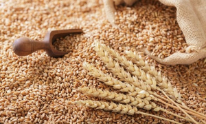 На левобережье зафиксировано падение производства сельхозпродукции
