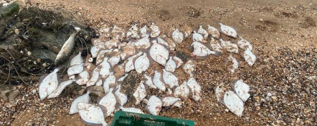 Житель Стрелкового наловил камбалы на сумму свыше 122 тыс. гривен