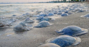 Оккупанты признали повышение солености Азовского моря на «новых территориях»