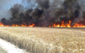 Фермеры Херсонщины потеряли урожай и остались без помощи государства