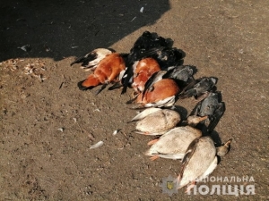 В заповеднике «Аскания-Нова» снова гибнут птицы – красные утки