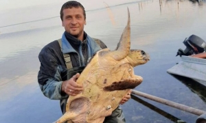 В море у Скадовска поймали черепаху, которая водится только в океанах