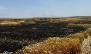 Десятки гектаров созревшей пшеницы уничтожили оккупанты
