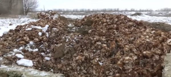80 000 кур заморили голодом на птицефабрике в Херсонской области (видео)