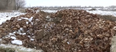 80 000 кур заморили голодом на птицефабрике в Херсонской области (видео)