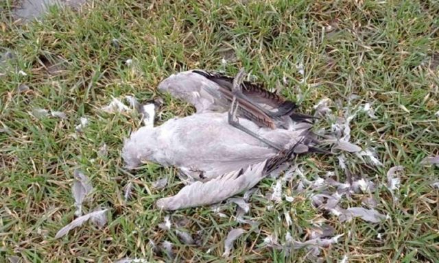 За гибель краснокнижных птиц в Аскании-Новой ответит агроном одного из сельхозпредприятий