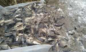 Экологи переселили из Мыловского залива 250 кг речных биоресурсов
