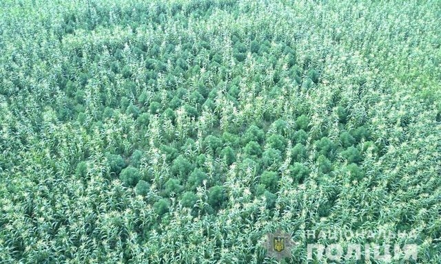 Среди кукурузного поля квадрокоптер обнаружил коноплю