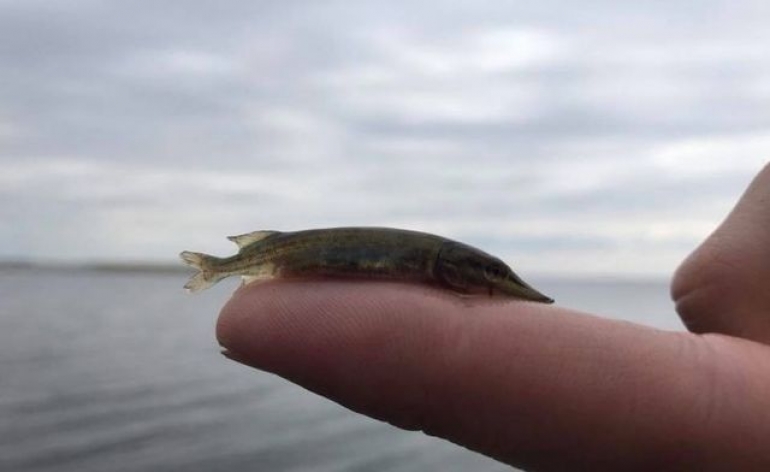 Водоемы Херсонщины пополняются молодью, выращенной на рыбоводном заводе
