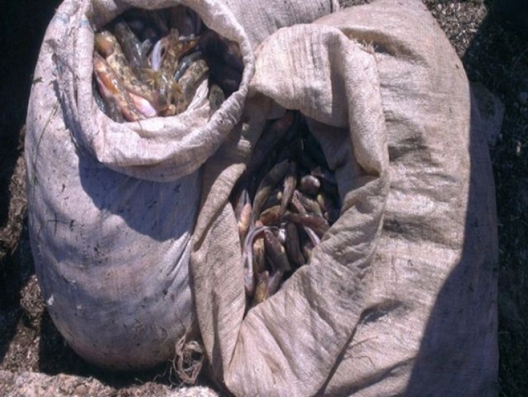 Недалеко от Геническа поймали браконьера с камбалой и бычками
