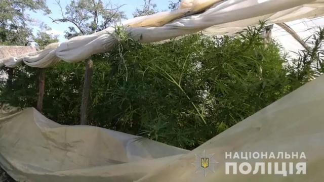 Посевы элитной конопли обнаружили с помощью аэроразведки