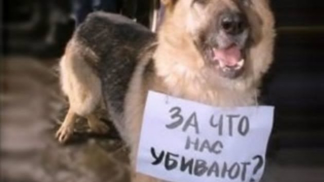 Скандал в Новой Каховке – дети жестоко расправились с животными
