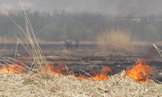 Под Благовещенском сгорело полгектара камыша