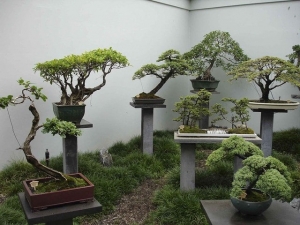 Выставка карликовых деревьев открыта в областном музее