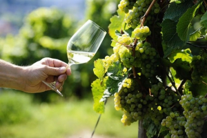 Як правильно обрати рислінг та на що звернути увагу