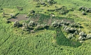 Луганчане в Олешковских лесах выращивали коноплю