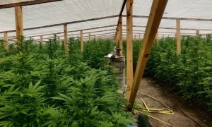 В теплицах у жителя Скадовского района обнаружили 6 500 кустов конопли