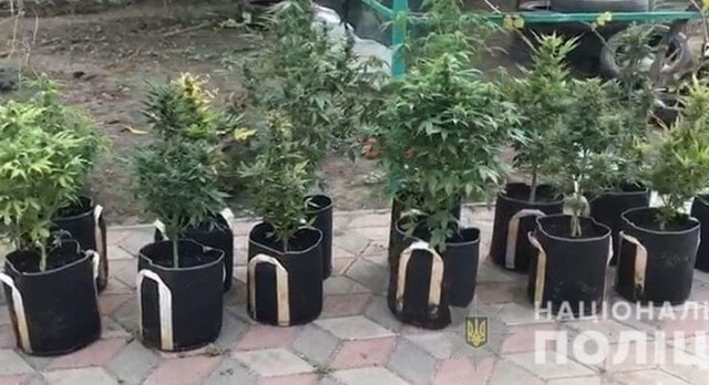 Житель Геническа выращивал коноплю в горшках