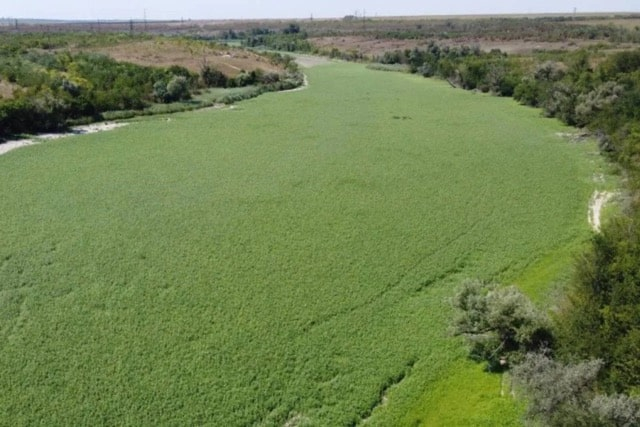 Опасный гибрид захватывает территорию Каховского водохранилища