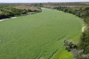 Опасный гибрид захватывает территорию Каховского водохранилища