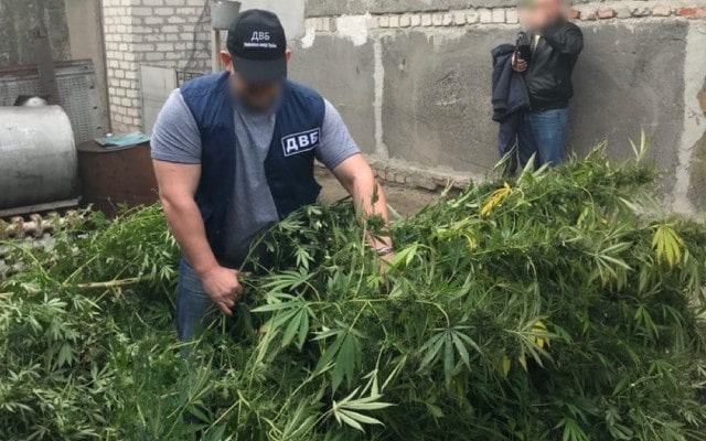 Отец полицейского выращивал коноплю – конфисковано наркотиков на 1 000 000 грн