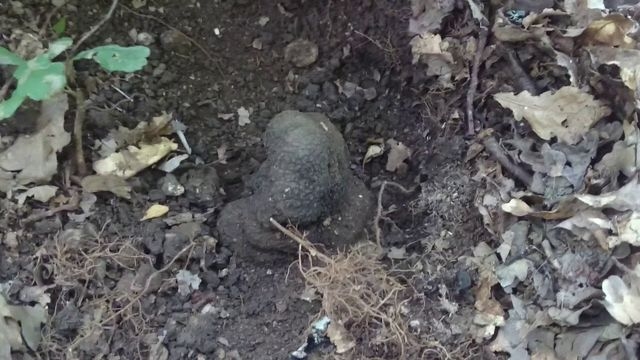Херсонский ГАУ не перестает удивлять – здесь решили выращивать дорогой деликатес