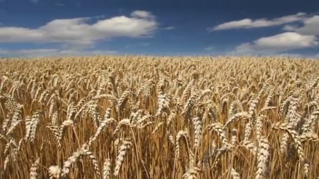 Аграриям Херсонщины не хватает комбайнов для уборки урожая