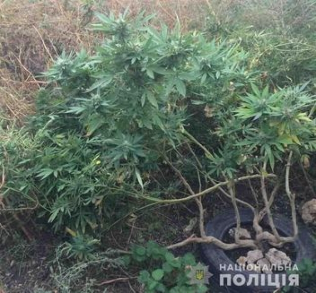 На территории области найдено несколько плантаций конопли
