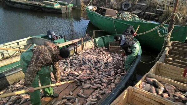 Жители села Старая Збурьевка поймали больше 7 тонн рыбы, но вынуждены были отпустить ее обратно в озеро