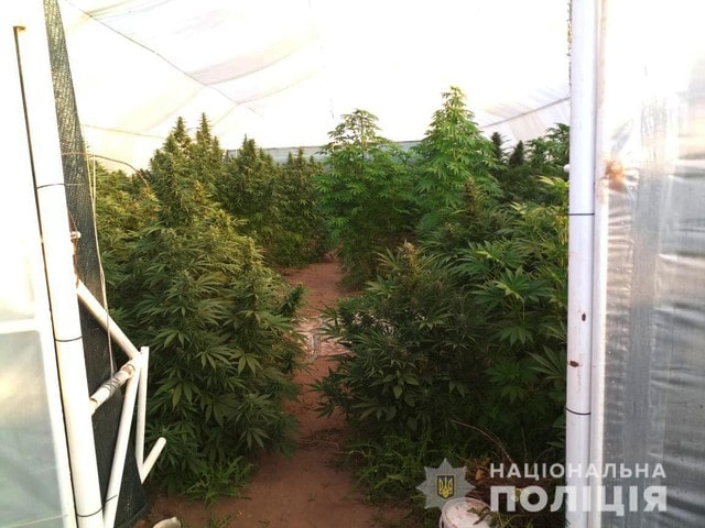 В Каховском районе нашли конопли на 5 млн гривен