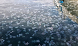 В Азовском море фиксируется очередное нашествие медуз