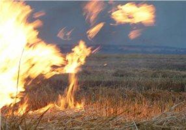 Небрежность людей возмущает цюрупинских лесников