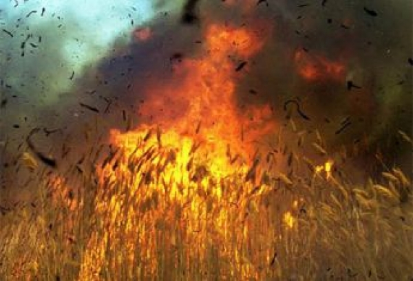 Окурок стоимостью в 50 тыс. грн: на Херсонщине горело хлебное поле
