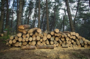 Российские агрессоры уничтожают рукотворный Олешковский лес