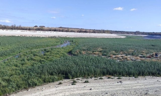 Природа сохранила на дне Каховского водохранилища местную растительность