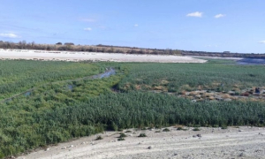 Природа сохранила на дне Каховского водохранилища местную растительность