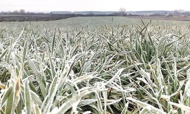 Весенними заморозками поражена половина озимых культур на Херсонщине