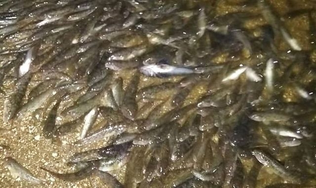 На Херсонщине произошел очередной массовый мор рыбы
