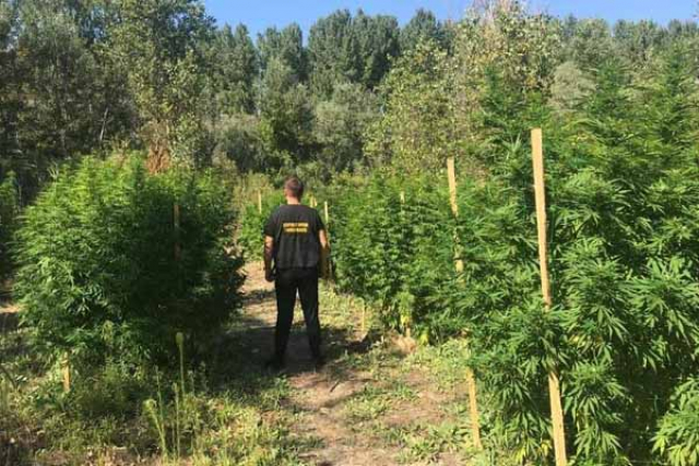 В Днепровских плавнях снова нашли плантацию конопли (фото)