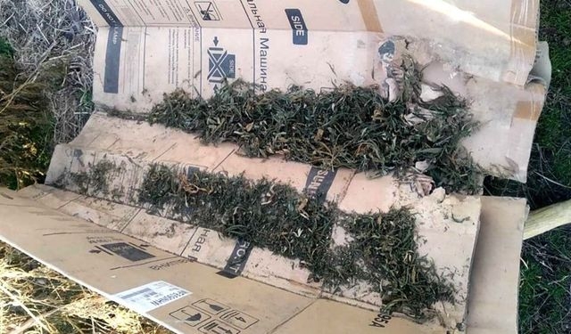 В Скадовском районе в сельском доме нашли коноплю