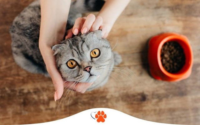 Стоит ли кормить кошку одним лишь кормом