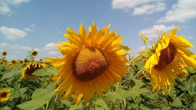 Засеяла курган подсолнечником - в суд направлено дело в отношении владелицы земельного участка