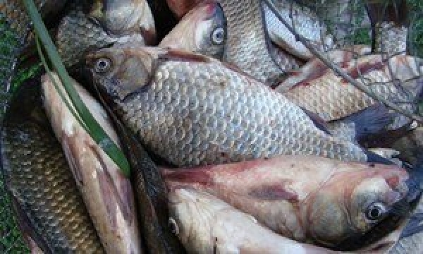 Рыбоохрана Херсона продолжает борьбу с браконьерами